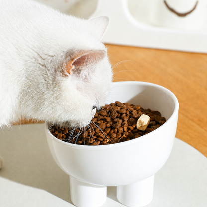15° Raised Tilted Pet Bowl