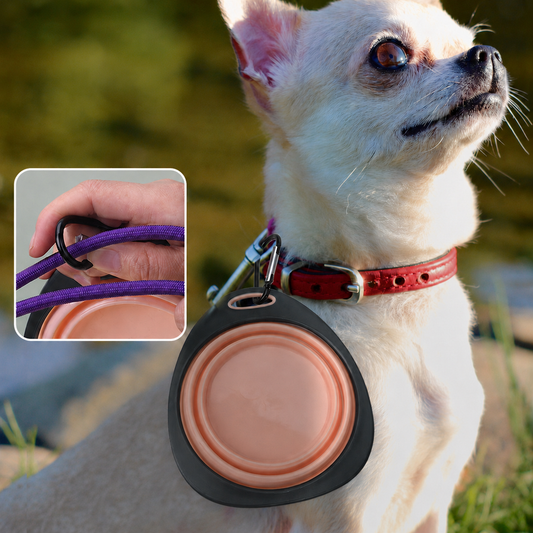 Collapsible Pet Travel Bowl with Carabiner