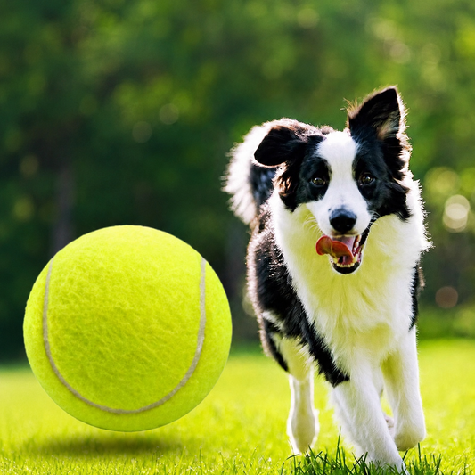 Bouncy Floating Dog Tennis Ball